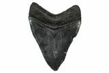 Serrated, Fossil Megalodon Tooth - South Carolina #345805-1